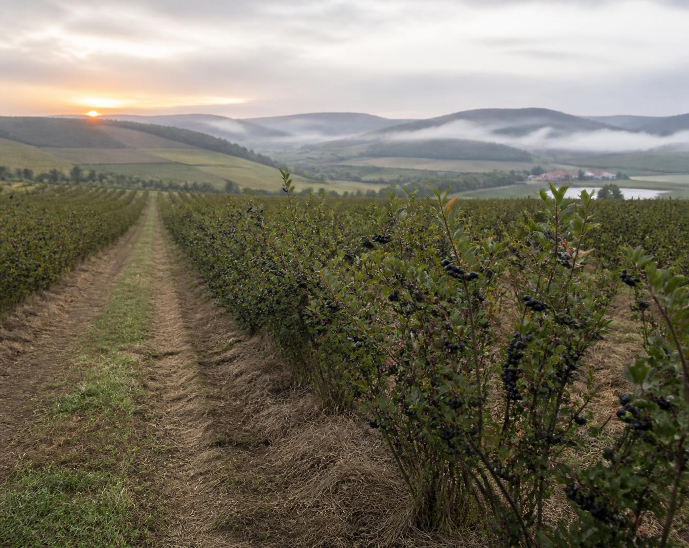 Rows of Aronia bushes heavy with dark fruit stretching across misty hills at sunrise