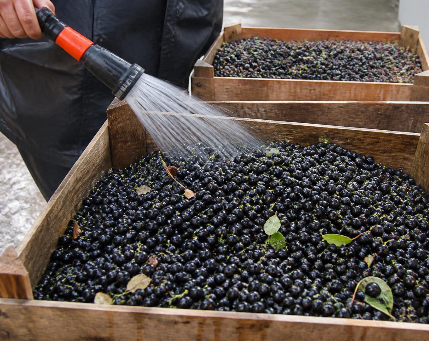 Freshly harvested Aronia berries being rinsed with clean water in wooden harvest crates